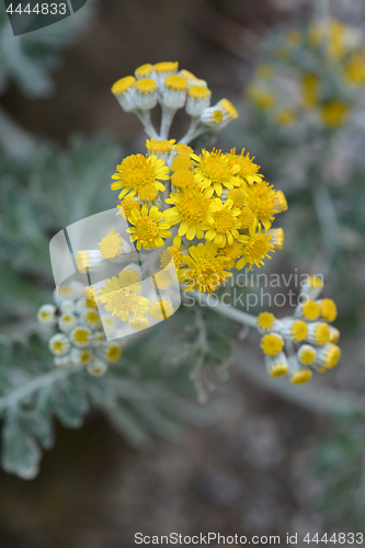 Image of Silver ragwort