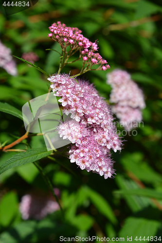 Image of Japanese meadowsweet