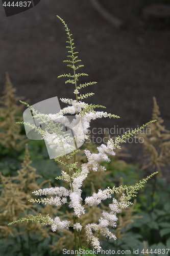 Image of Zweiweltenkind Goats Beard