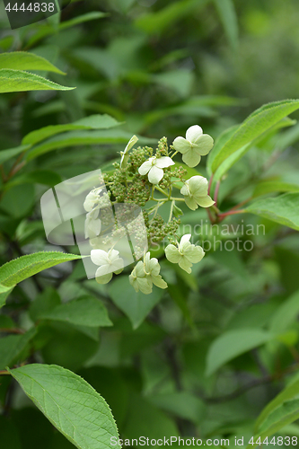 Image of Rough-leaved hydrangea