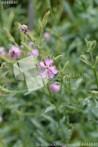 Image of Tufted Soapwort