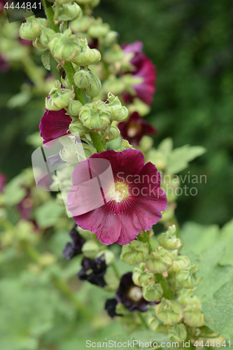 Image of Common hollyhock