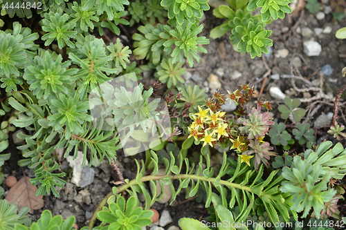 Image of Orange stonecrop