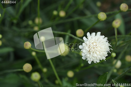 Image of Giant scabious
