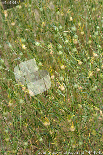 Image of Common corn cockle