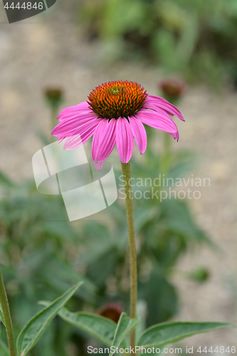 Image of Bright Star purple coneflower