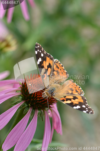 Image of Butterfly on a flower