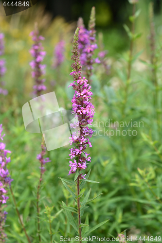 Image of Purple lythrum