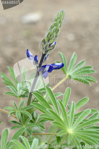 Image of Common blue lupin