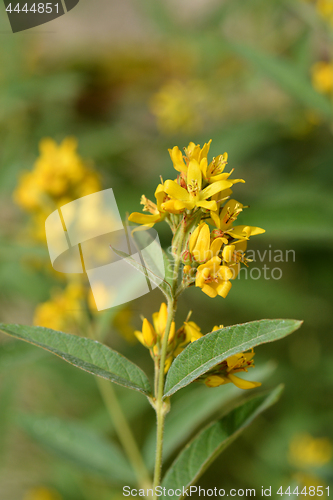 Image of Garden loosestrife