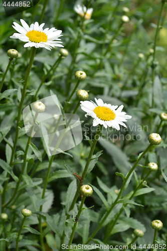 Image of Max chrysanthemum