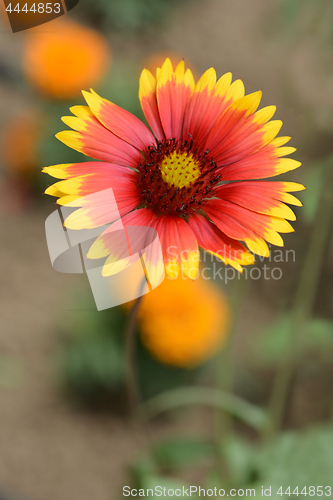 Image of Blanket flower