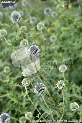 Image of Southern globethistle