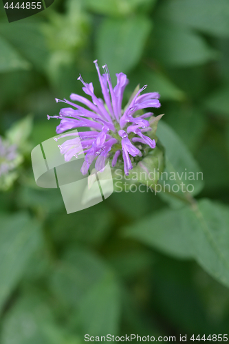 Image of Wild bergamot