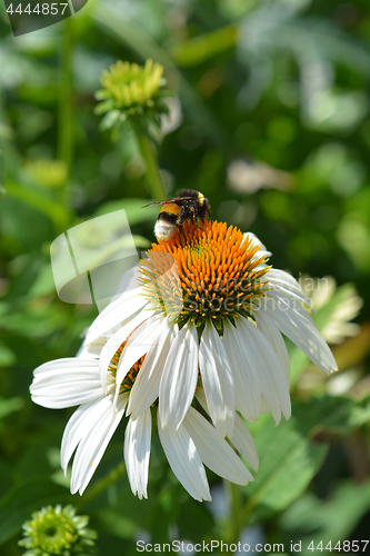 Image of White coneflower