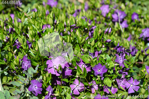 Image of Common periwinkle