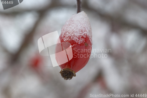 Image of Rose hip