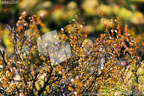 Image of Betula nana (dwarf birch). Northern Sweden