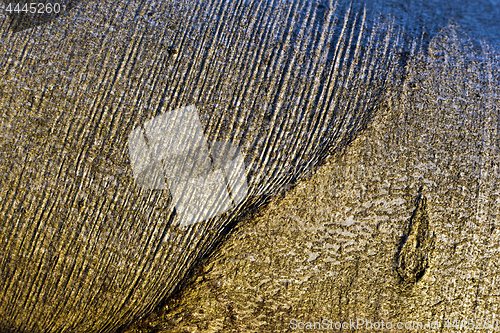 Image of Closeup of a beech bark