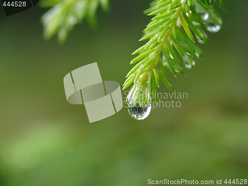 Image of Reflection of forest in raindrop