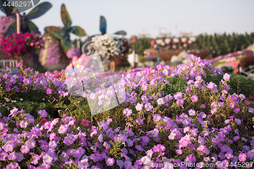 Image of Dubai miracle garden