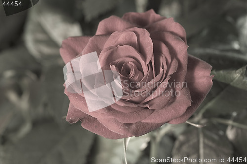 Image of The rose