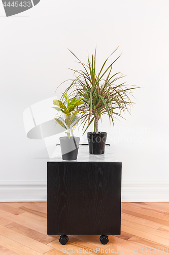 Image of Madagascar dragon tree and Croton plant on a black table