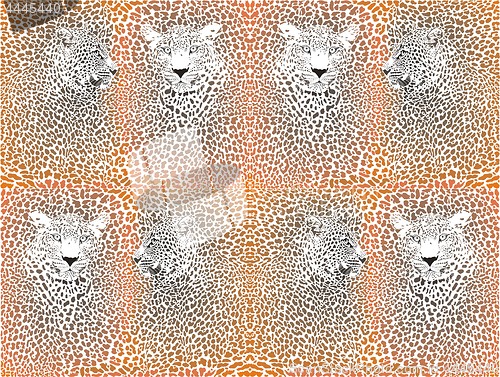 Image of Leopard texture pattern with head