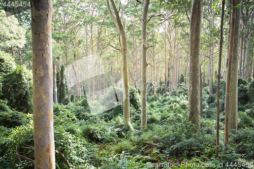 Image of Spotted gum Corymbia maculata forest