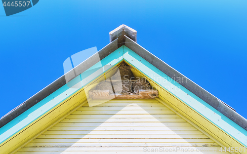 Image of Nests Of Swallows Under The Roof Of A Village House