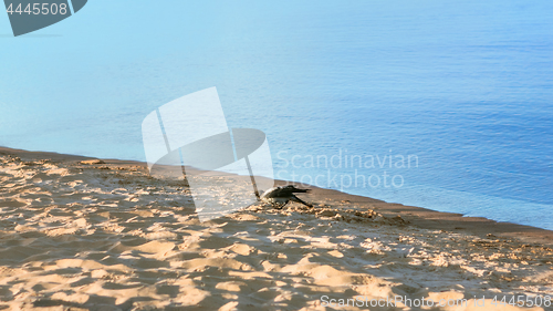 Image of One Gray Crow Walking On The Beach Near The Water