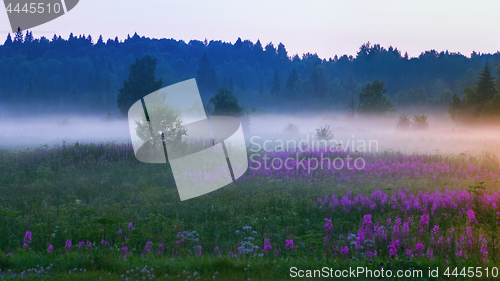 Image of White Morning Mist On A Flowering Summer Meadow