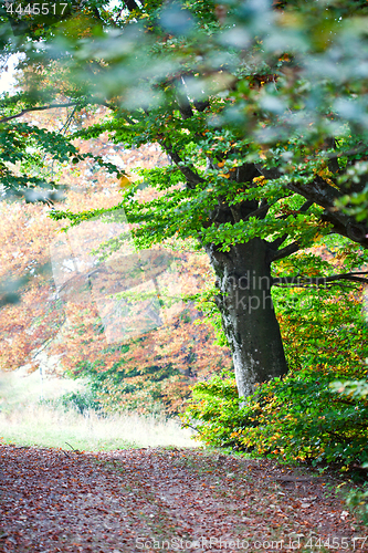 Image of Autumn forest. Italian landscape.