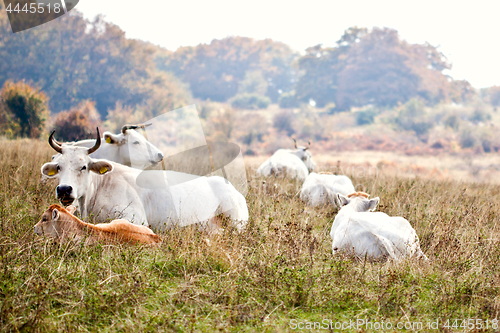 Image of View of cows lying on grass at the meadow. 