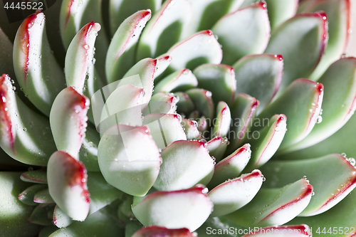 Image of Succulent or cactus with water drops.