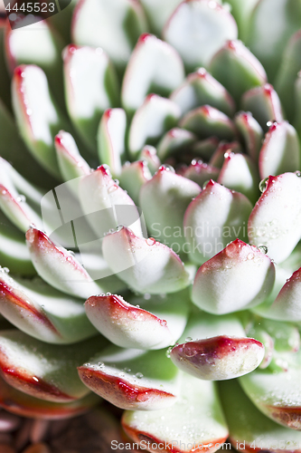 Image of Succulent or cactus with water drops.