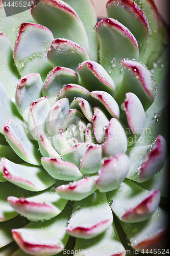 Image of Succulent or cactus with water drops.