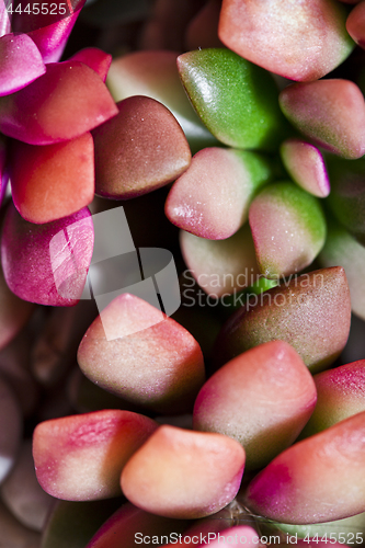 Image of Small pink succulent or cactus.