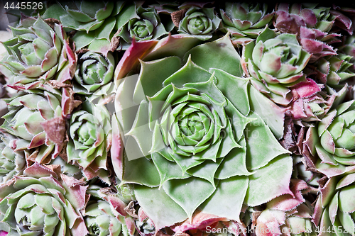 Image of Cactus succulents overhead.