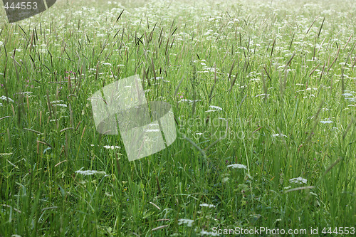 Image of Flowering herbs