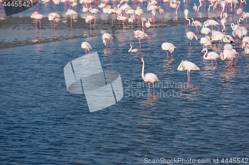 Image of Flock of adorable pink flamingos