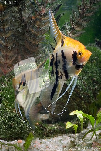 Image of Two Angelfish