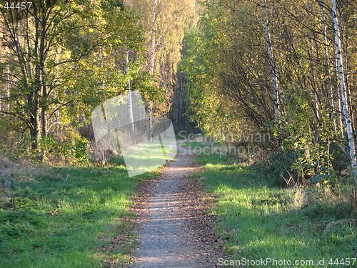 Image of Autumn forest road