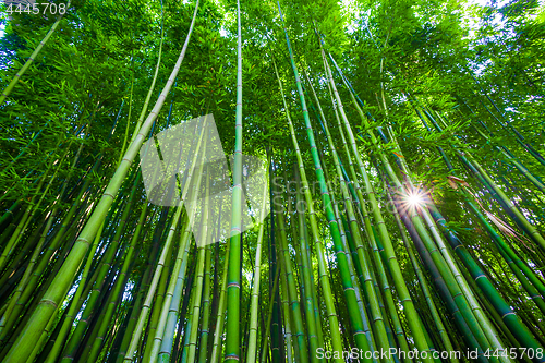 Image of Bamboo forest in Anduze, France