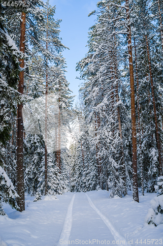 Image of The road through the beautiful coniferous snowy forest