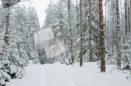 Image of Road through snowy forest