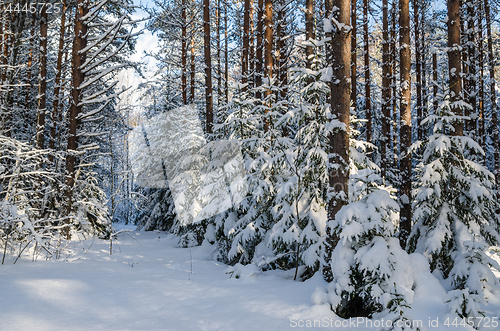 Image of Firs and pines in the forest after snowfall