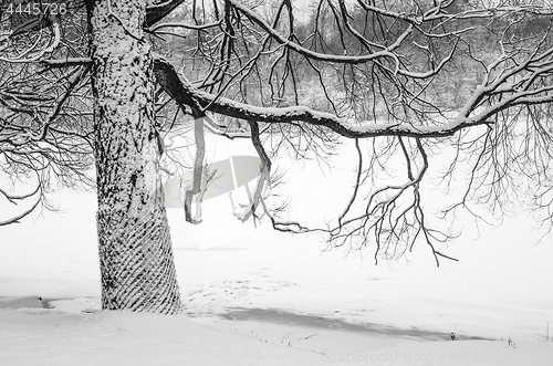 Image of Snow-covered tree by the river, close-up