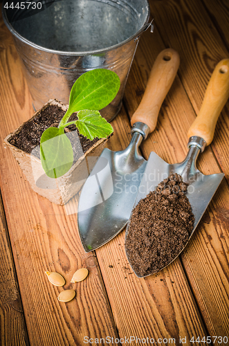 Image of Seedlings zucchini and garden tools on a wooden surface