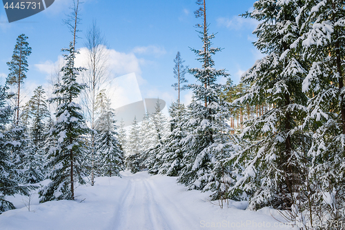 Image of The road through the beautiful coniferous snowy forest